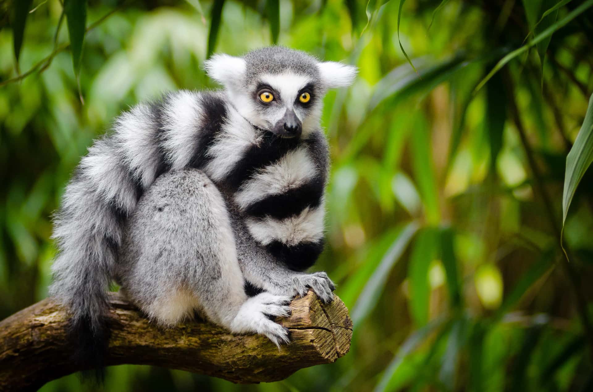 Paphos Zoo